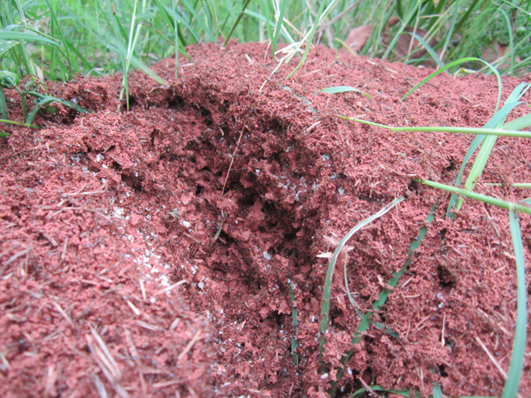 公園、社區(qū)、校園等公共場(chǎng)所進(jìn)行有效紅火蟻防制